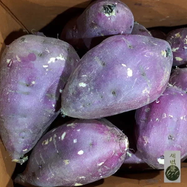 새벽들 꿀고구마(베니하루카) 왕대 사이즈(1kg 3kg 5kg 10kg), 1box