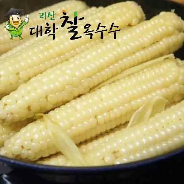 [vip_최상품]귀한분께 선물하는 프리미엄 특A괴산대학찰옥수수 생물/냉동2가지, 생물 괴산대학찰옥수수 선물용 최상품10개