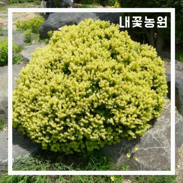황금주목 4치 포트 2주 묶음