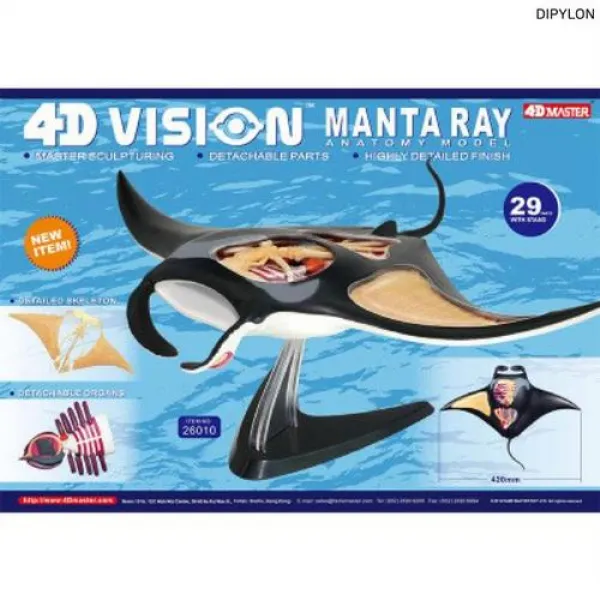 DIPYLON 인체해부 모형 가오리등짝 해부투시골격, A
