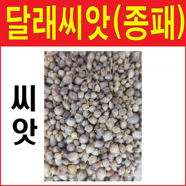 달래씨앗 달래종패 달래종자 달래 씨앗 500알