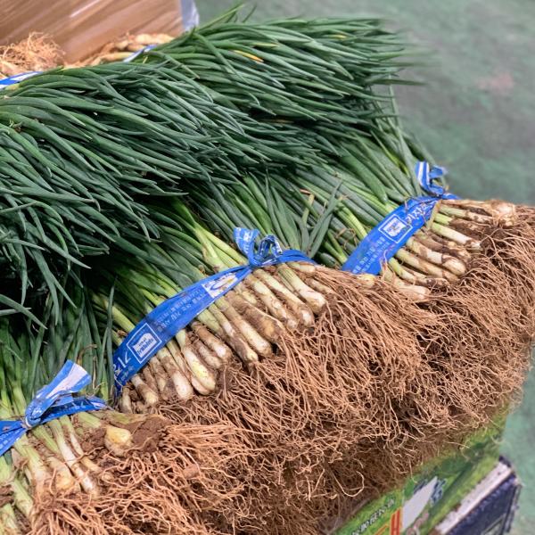 원동fs 기장 흙쪽파 흙잔파 1단 1kg내외 1단 1kg내외