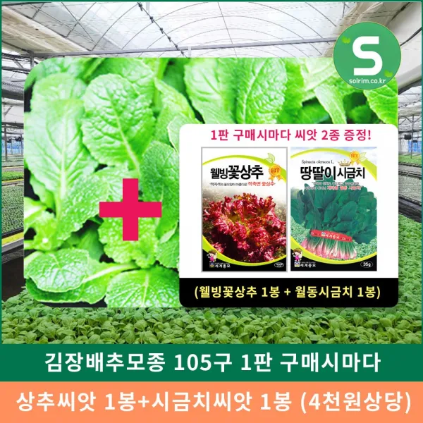 김장배추모종 한판 105구 + 씨앗 2봉 배추모종 특가