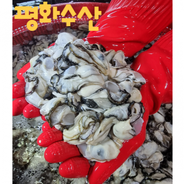 평화수산 통영 프리미엄 생굴 1kg 2kg 3kg 통영 굴 수협중매인이 직접 판매하는 통영 굴, 생굴1kg×1