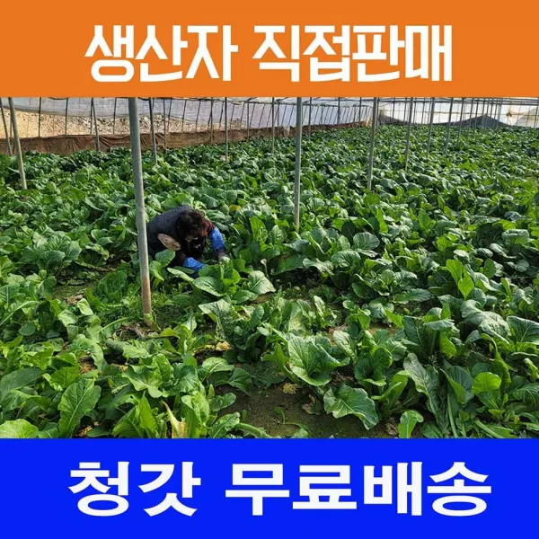 여수돌산갓,생갓 5kg