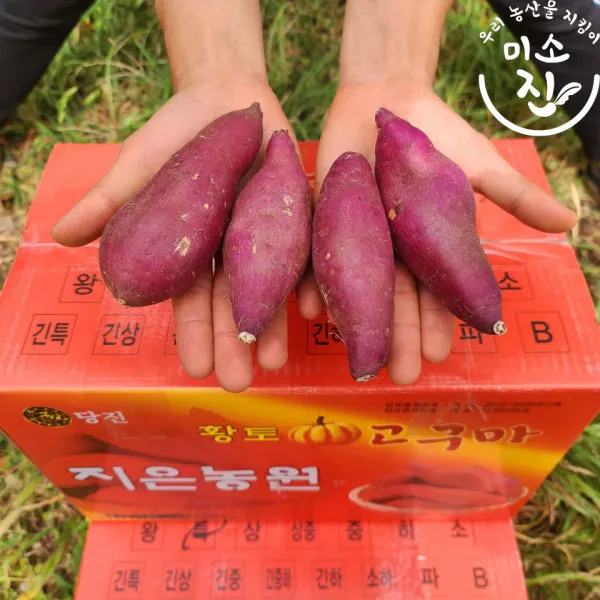 지은농원 베니지민 꿀 고구마 100%리콜제 (사이즈별) 3kg 5kg 10kg, 소/한입3kg