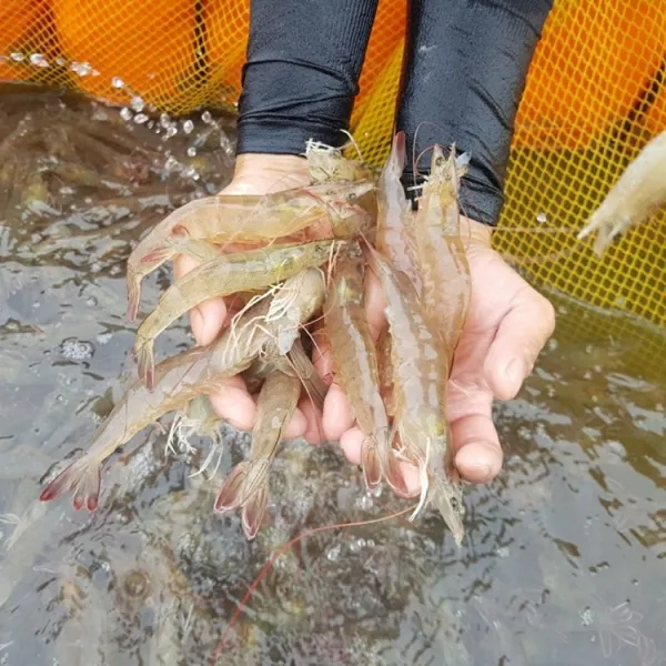 국내산대하흰다리왕새우 활새우 냉동새우 국내산 흰다리냉동새우 1kg_ 28미내외 