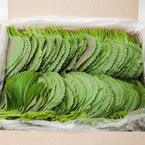  프레시팜 쌈채소 깻잎 500g 1kg