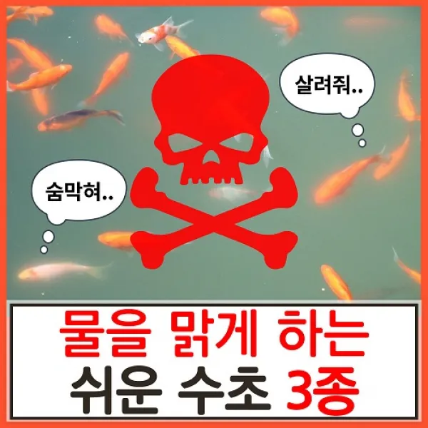 수초하우스 물을 맑게 하는 쉬운 수초 3종 세트 1세트 총11줄기 