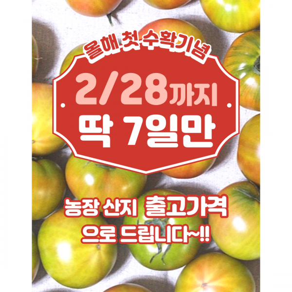 첫수확할인!!! ~2/28까지 부산 대저 짭짤한 새콤달콤 토마토 스테비아 농법 2.5kg 5kg M 일반과 1box
