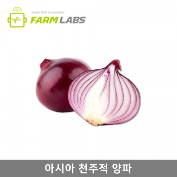 [팜랩스몰] 아시아종묘 아시아천주적양파 2.5g