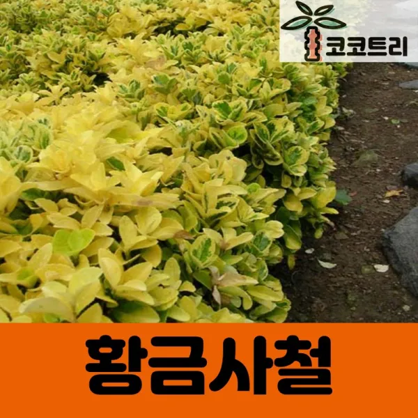 [코코트리] 황금사철 은사철 묘목, 1개, 황금사철 키100cm (분)