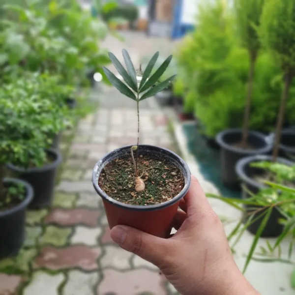 공룡꽃식물원(주) 플로리다소철 소품 15~30cm 89 공기정화식물