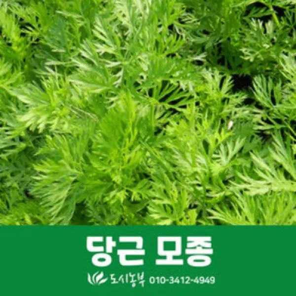보람농자재 당근모종/10주/텃밭/모종