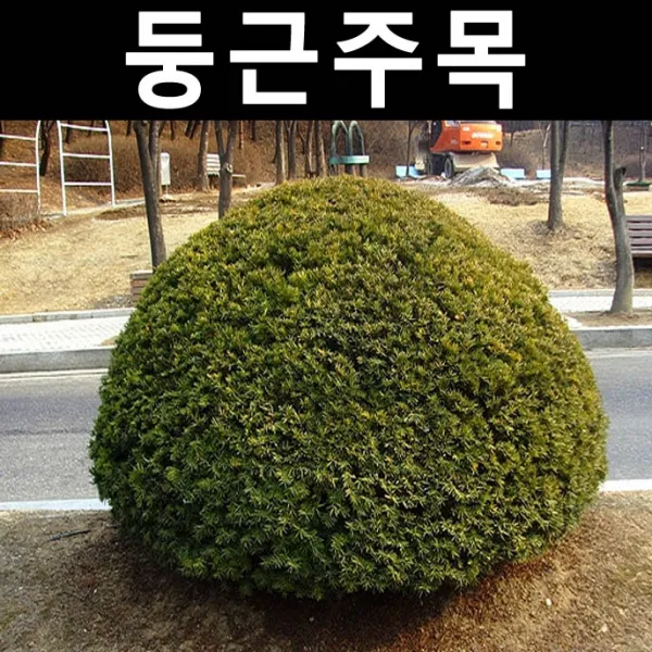 둥근주목(눈주목) 키30~40cm 3개/나무 묘목/상록수/조경용