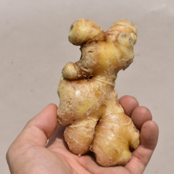 전라북도 완주 봉동 향이 진한 국내산 생강 세척생강 특품 1팩 1kg 세척 