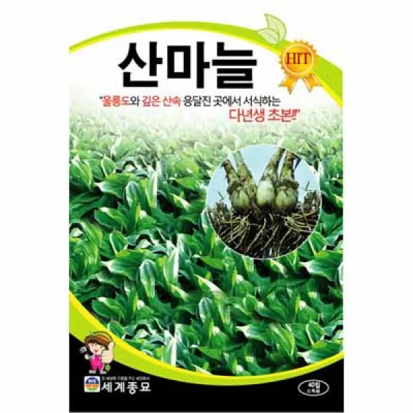 [농사넷] 울릉도와 깊은산속 응달진 곳에서 서식하는 산마늘 40립