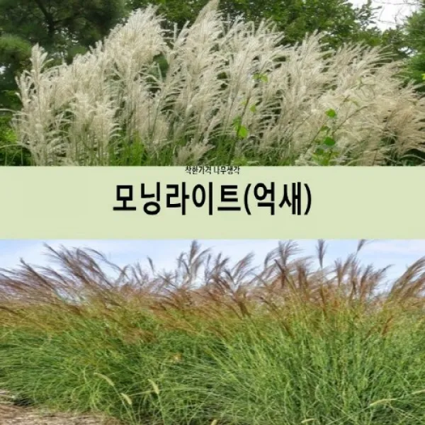 착한가격 나무생각 모닝라이트(억새) H1.0~1.2