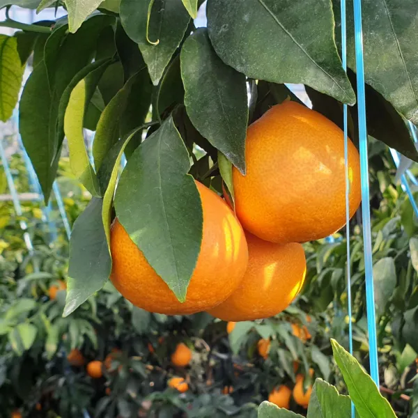 제주직송! 농장에서바로 만감류 카라향, 3kg (선물용 중-대과)