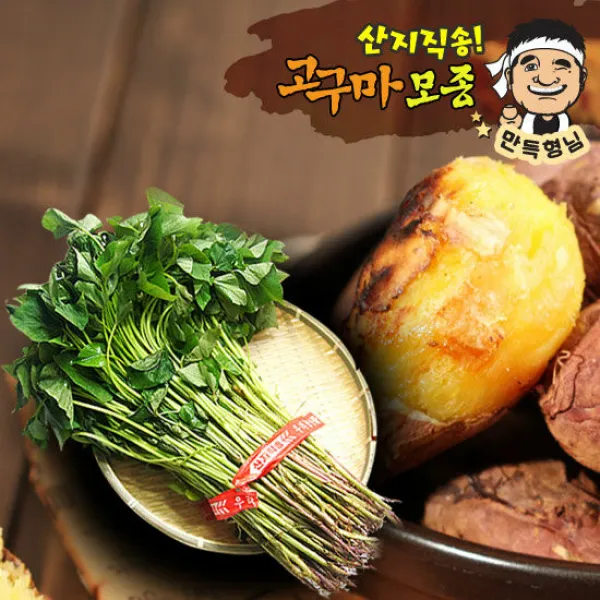 [예약] 자색고구마모종 20kg 고구마모종 신자미 단자미, 도착날짜:2021-04-30