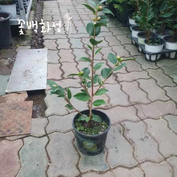 50~80cm 서향동백나무 중품 149