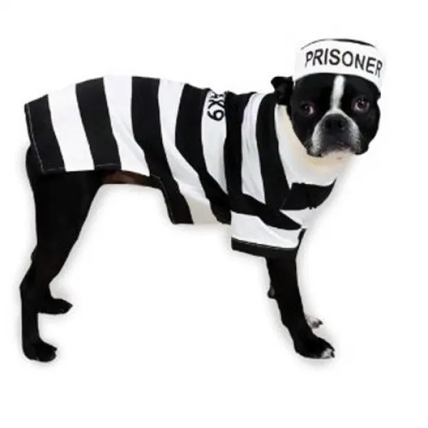Casual Canine Prison Pooch Costume X-Small 캐주얼 송곳니 Prison Pooch Costume X-Small, nullSET