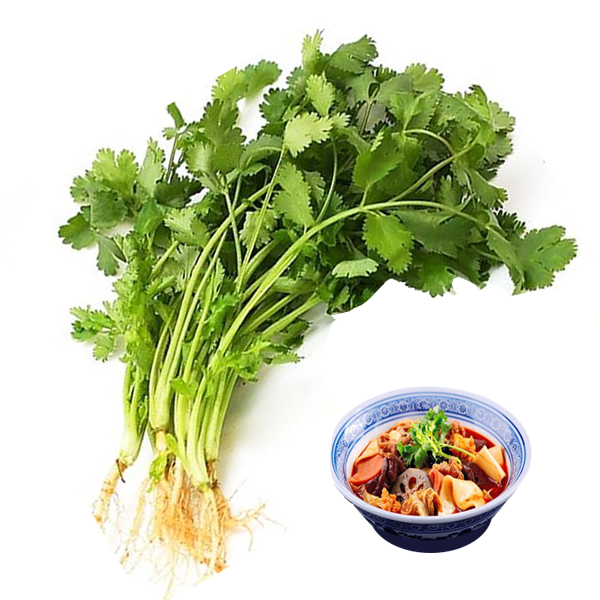 홍홍 중국식품 싱싱한 당일수확 고수, 1팩, 150g