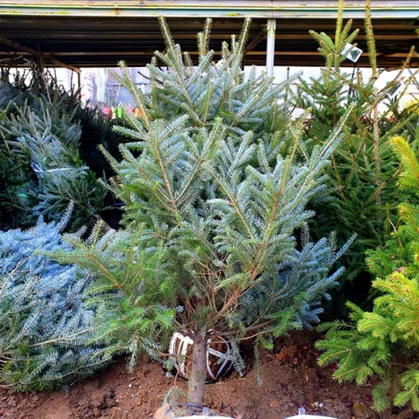  상록수 독일가문비 묘목 키120cm