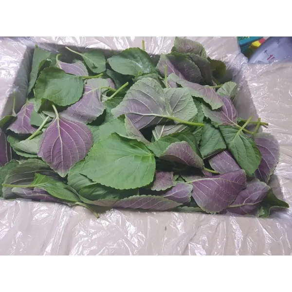도레미마켓 밀양깻잎 바라깻잎(공품) 2kg 4kg 산지직송 전문농장 당일수확, 바라깻잎 4kg