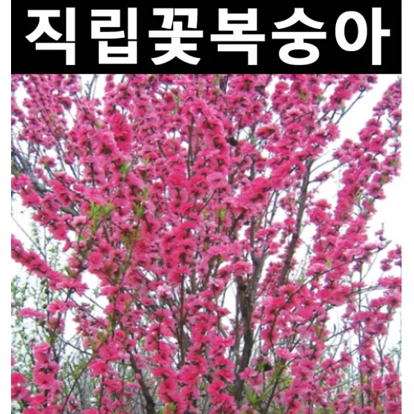 직립꽃복숭아 적색 개화주 분 /나무 묘목/활엽수/정원용