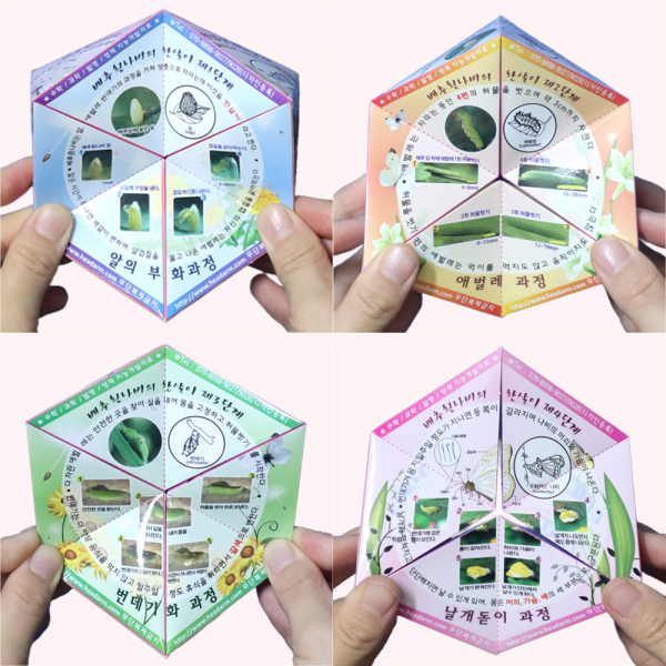칼레이도사이클 배추흰나비의 한살이(10인용)