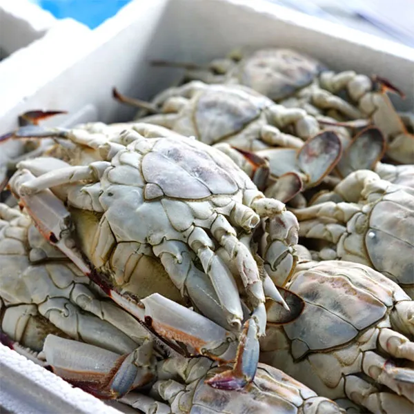 전예숙 권사(서산이룸교회) 서산이룸교회 권사의 태안 꽃게 냉동 1kg (암컷4~5마리), 1박스