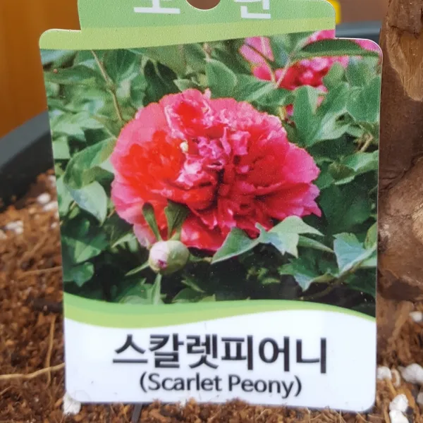 가꾸다 모란 목단 1개 스칼렛피어니