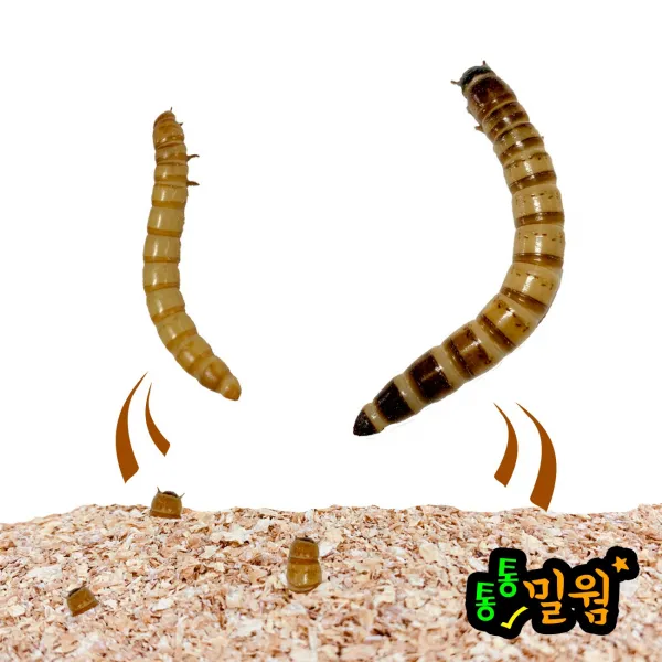 통통밀웜 싱싱하고 통통한 밀웜 2~3cm, 100마리