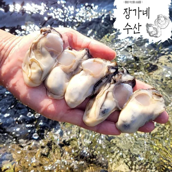 햇굴출시]통영 산지직송 최상급 통영냉동굴1kg 제철 깐굴1kg/햇굴 석화 각굴/(평일오후2시이전까지 당일발송)