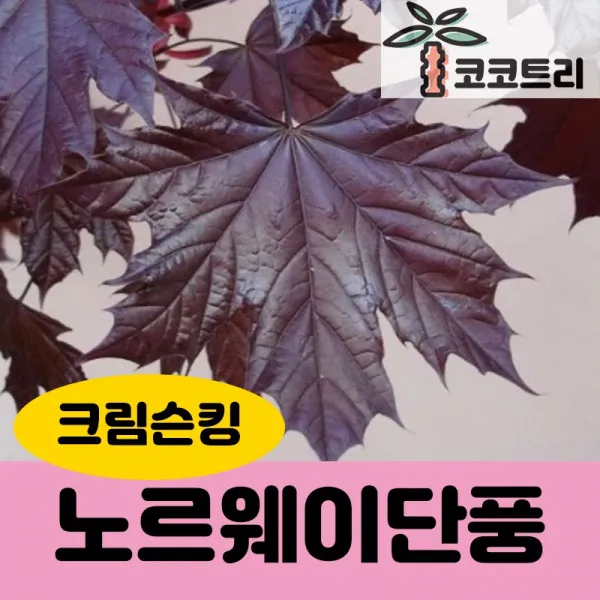 [코코트리] 노르웨이단풍 묘목, 1개, 노르웨이단풍 (크림슨킹) 접목1년 키100cm내외 화분