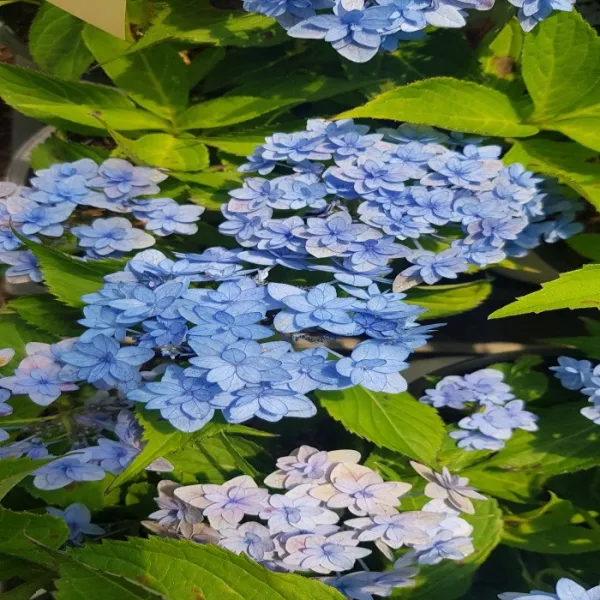 목하원예조경 산수국(별수국)개화주