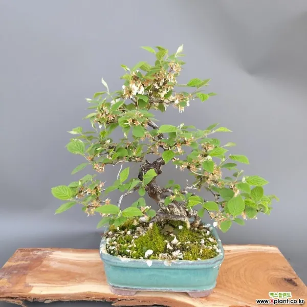 나무사랑 산앵두나무 분재 38*30 