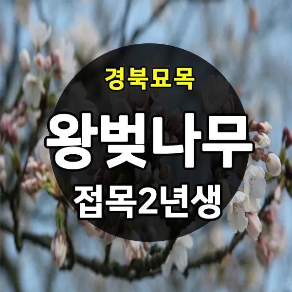 [경북농원] 왕벚나무묘목 2년생