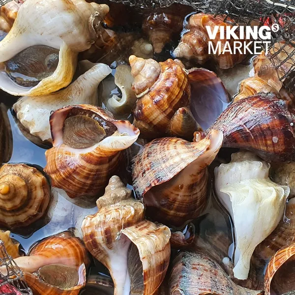 [산지직송] 남해안 삐뚤이소라 1kg (약 5-10미) 당일조업 국내산 제철