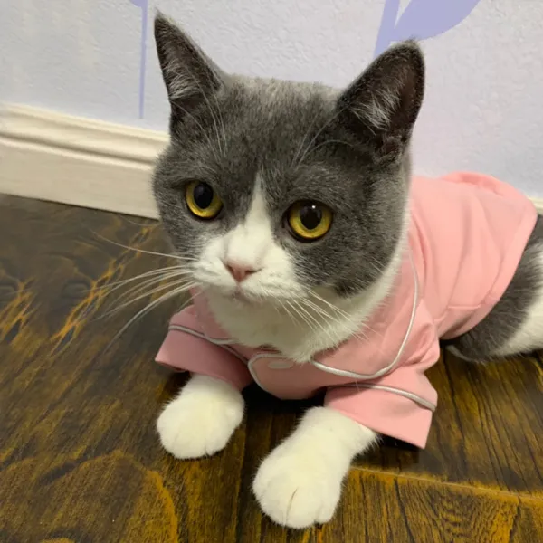 고양이 옷 춘추 영 숏 블루 무 울 새끼 젖 귀여움 파자마 여름 얇은, 프레이치 잠옷 핑크 두발, XLmdash건의 9mdash11근내