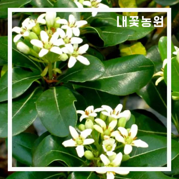 돈나무(만리향) 4치 포트 3주 묶음