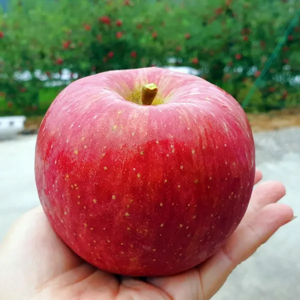 경북 안동 사과 5kg 부사 홍로 아리수 아오리 안동댁사과 유명한곳 5키로 한박스 맛있는 선물세트 꿀 햇 명품 프리미엄 가정용 흠집 흠사과 청 풋 못난이 기스, 01.부사, 02.정품 사과 5kg, 11과 내외 (특과)