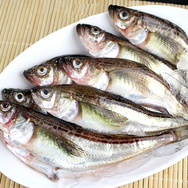 물고기자리 동해 거진항 알도루묵(급냉) 40미(3.5kg), 1개, 40미(3.5kg내외)
