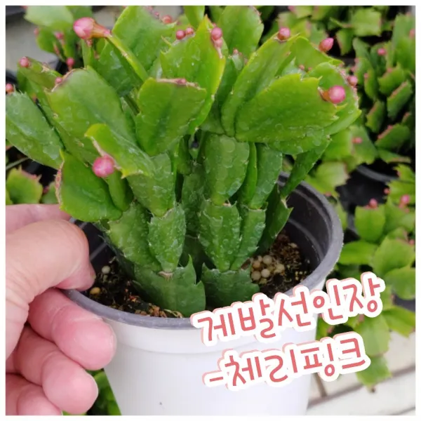 꽃나라엘리스 게발선인장 체리핑크 겨울에 꽃을 피우기에 크리스마스선인장