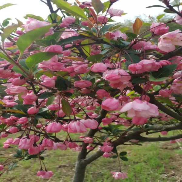 [새싹에서 나무까지] 서부해당화 (수사해당) 개화주 R3 분묘 (분묘)