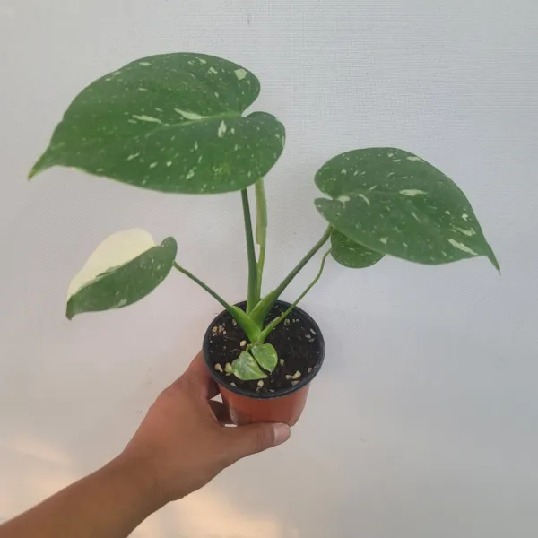 무늬몬스테라 하얀색무늬 몬스테라 소품 20~30cm 990