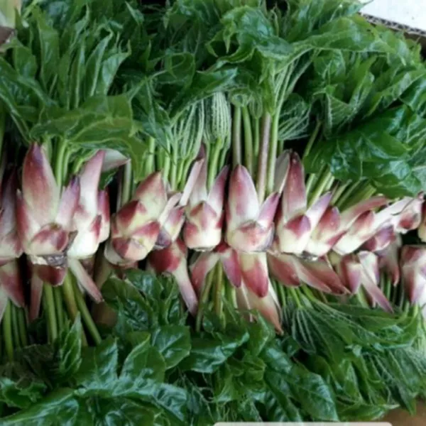 [지리산농부마을] 지리산 야생 개두릅 엄나무순 음나무순, 1팩, 1kg