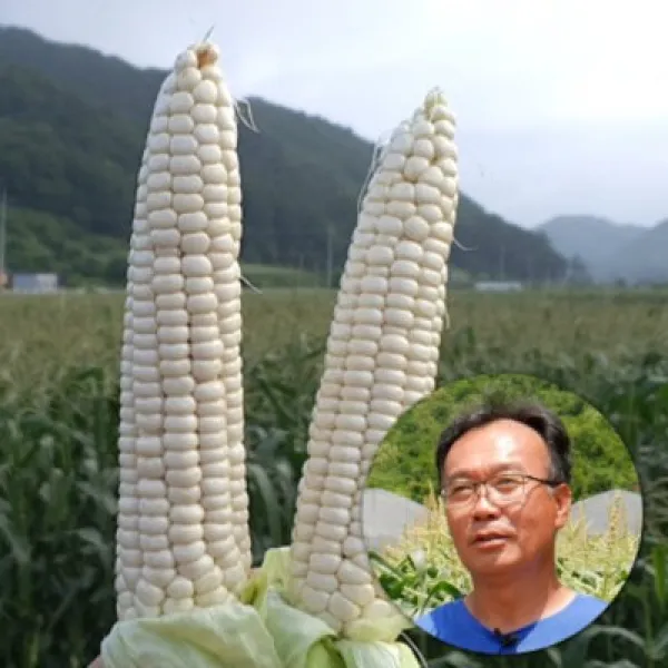 괴산대학찰옥수수 특상품 1박스 30개 당일수확 당일발송