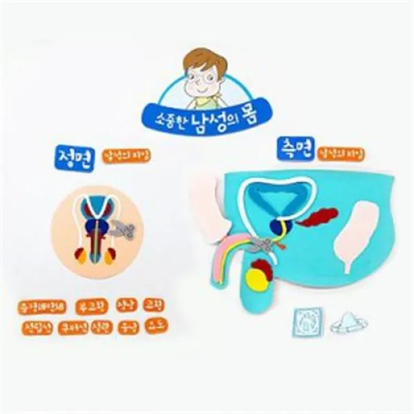 탈부착식 남자 생식기 모형도 완구 매트 자연 과학완구 곤충학습